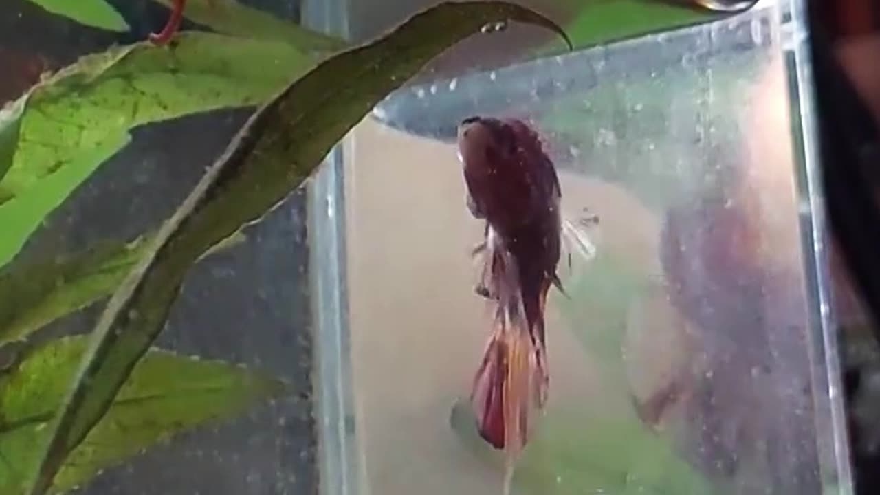 Feed My Betta WHAT???