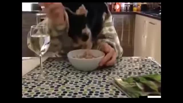 funny video to LAUGH
