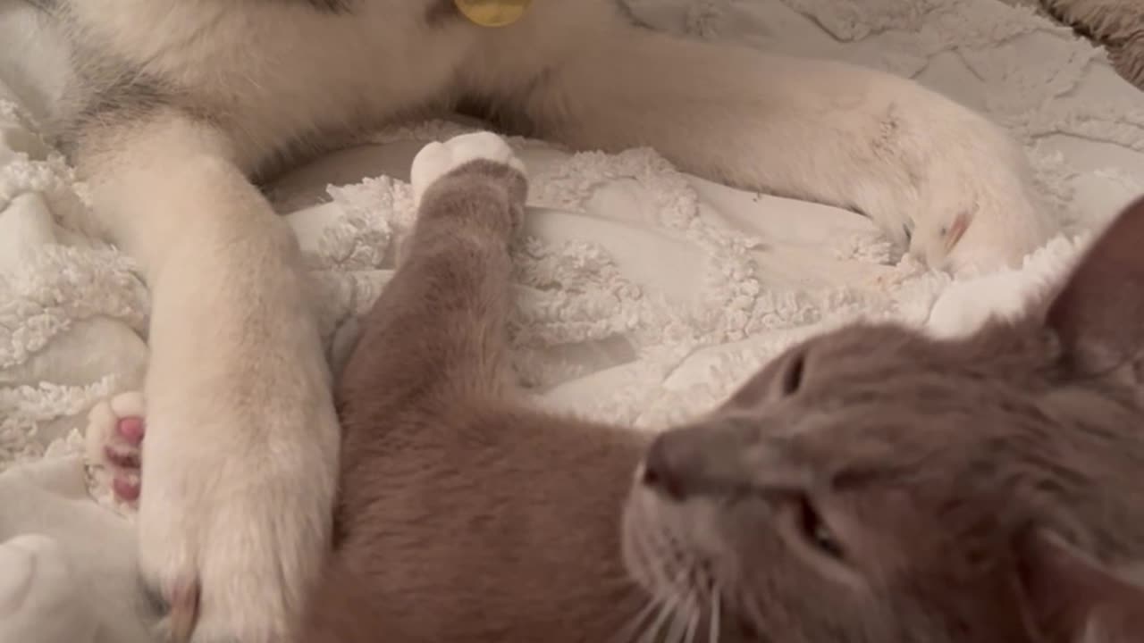 Cat Grooms And Cuddles Husky