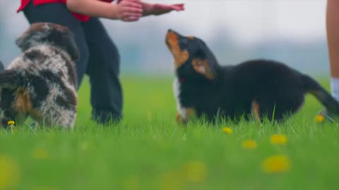 puppies and children