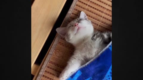 Unbelievable Trick: Get Your Kitten to Love the Bed