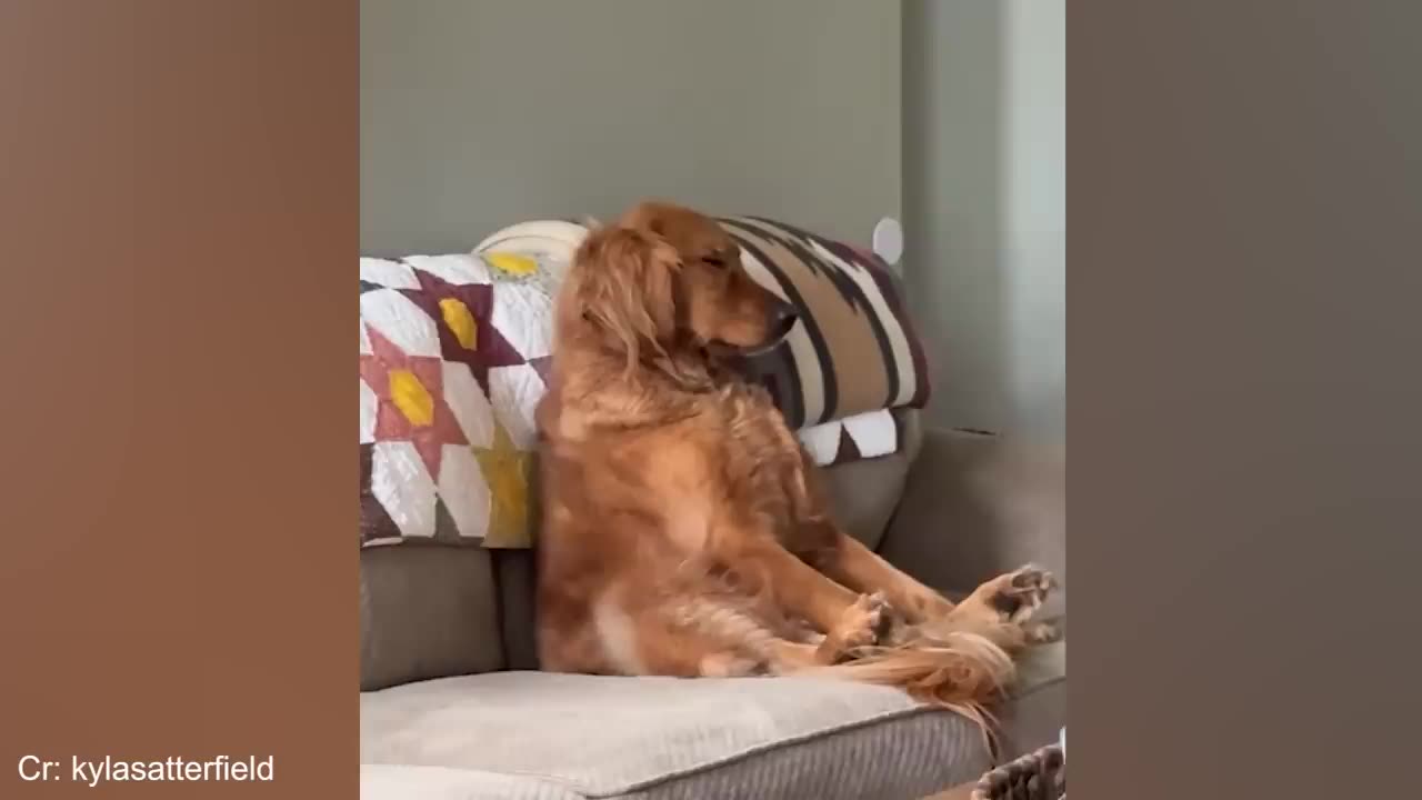 Funny DOGS and CATS videos 2024 🤣🐶 Best Funniest Animal Videos