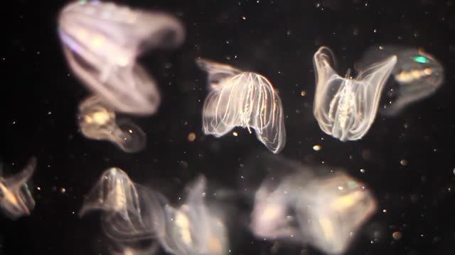 View of a jellyfish in the ocean