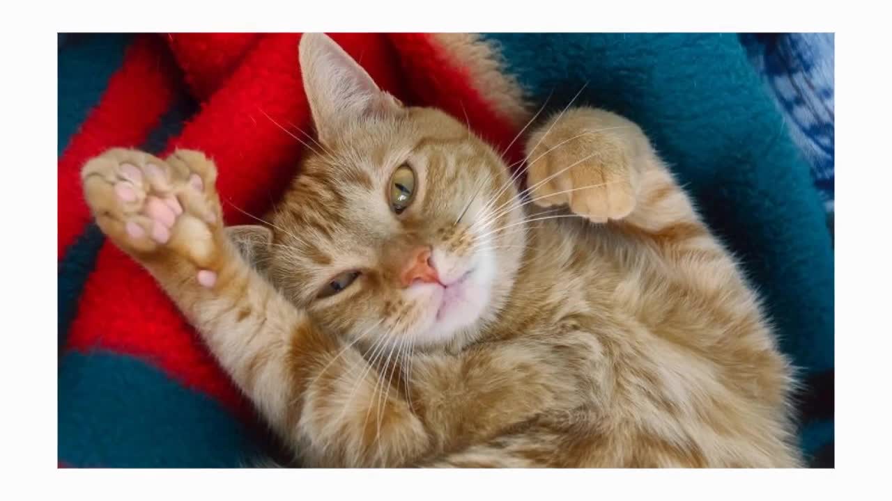 The American Polydactyl Cat! Cat 101