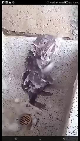 Rat bathing in a way never seen before 😂😂😝