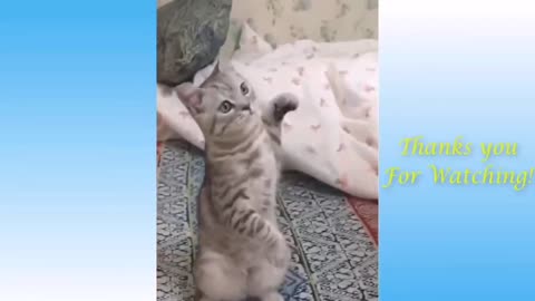 Funny CAT 😹 CATS will make you LAUGH YOUR HEAD OFF