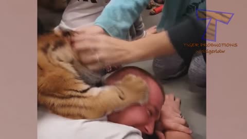 Funny viral animal video. Very funny