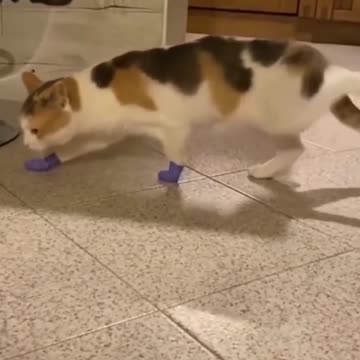 cats how to walk with socks
