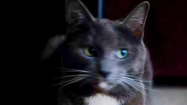 Cat black 11 secend funny loved video