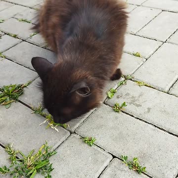 😂🐱 Cat, you are a true gastronome!