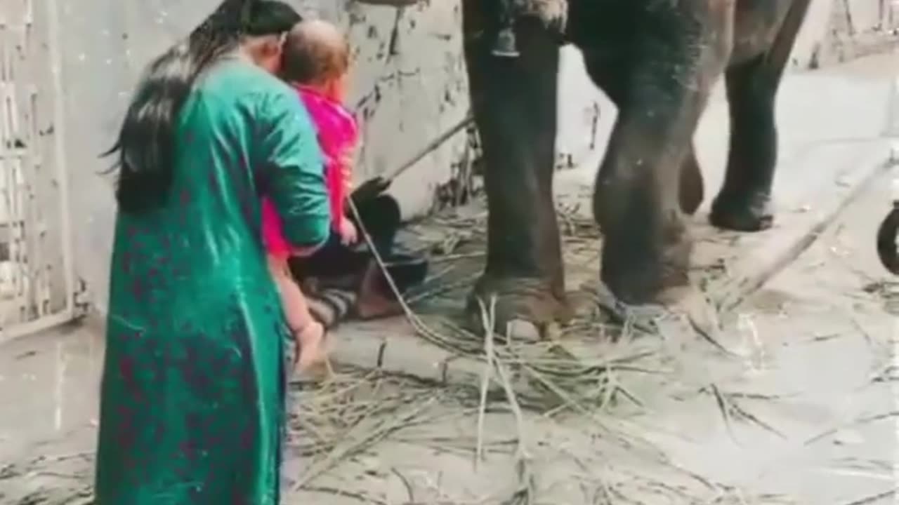 The Amazing Moment Elephant | यह हमारी संस्कृति है