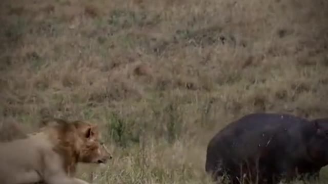 The lion jumped on the hippo's back. The poor hippo was going to be the lion's lunch