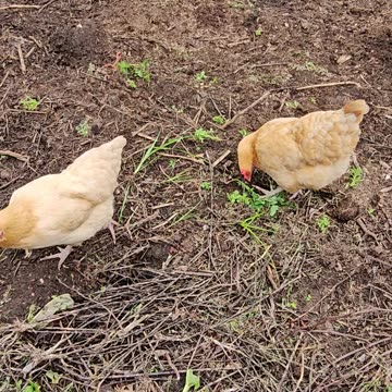 OMC! Why do these chickens love clover so much!??? #why #chickens #shorts #chickenlife #clover
