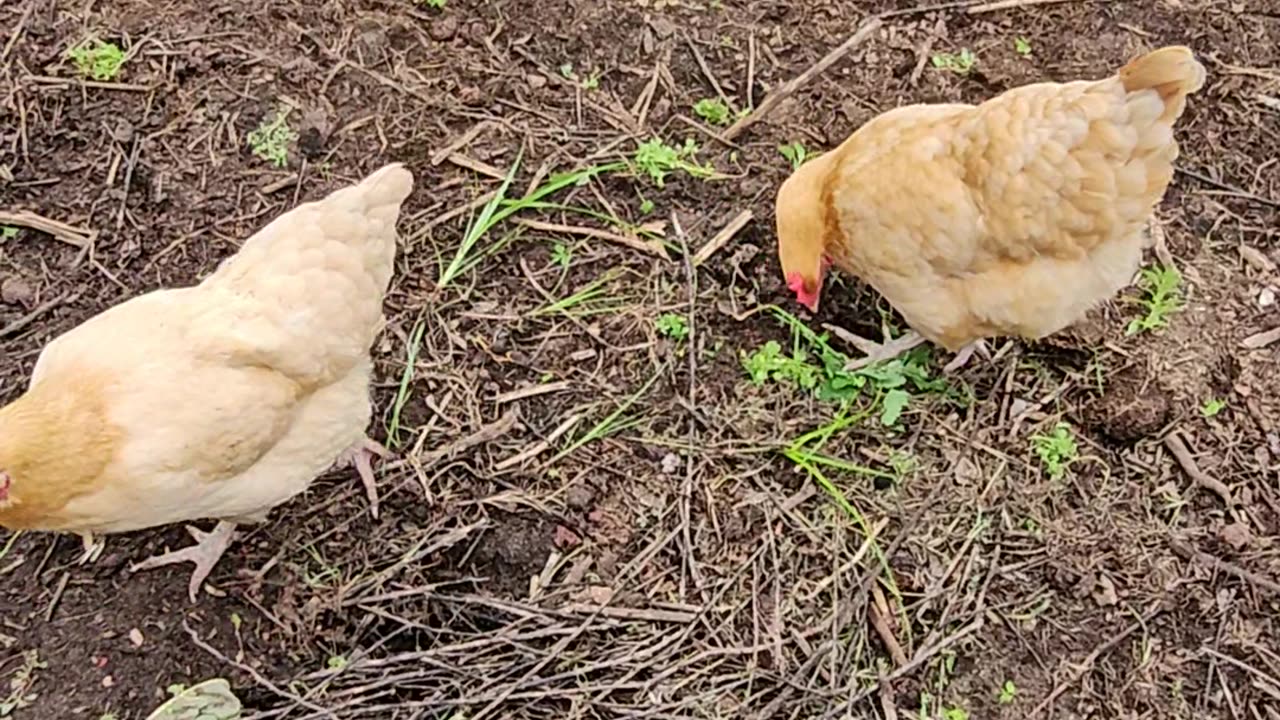 OMC! Why do these chickens love clover so much!??? #why #chickens #shorts #chickenlife #clover