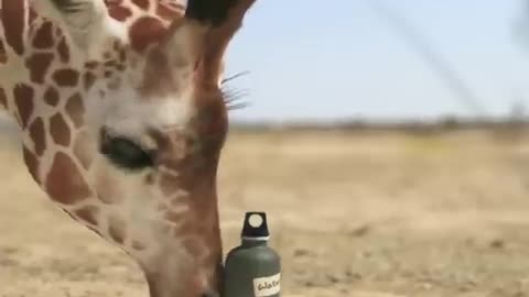 giraffe_vs_elephant_fight_for_water(480p)
