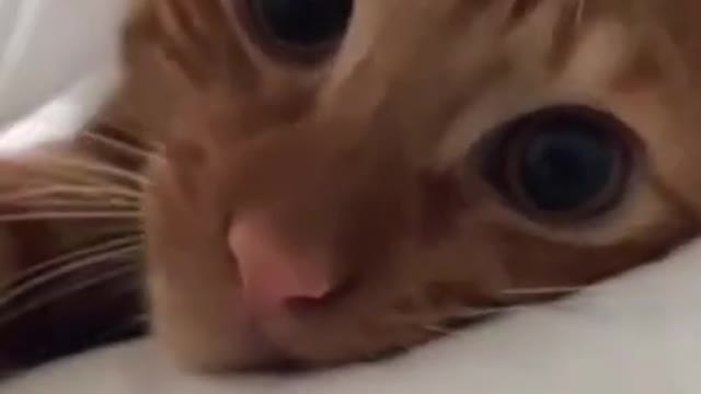 The Funniest Cat Videos on the Internet 🤣🐱