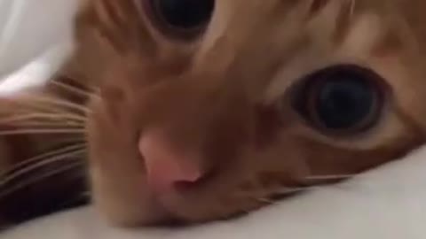 The Funniest Cat Videos on the Internet 🤣🐱