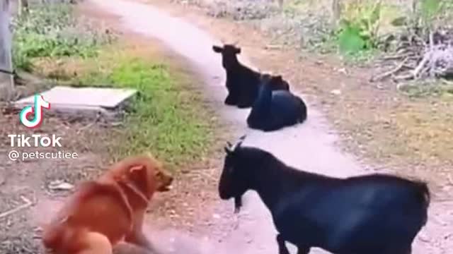 Dog goat fighting