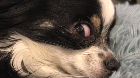 Dog asleep on blue carpet opens eyes