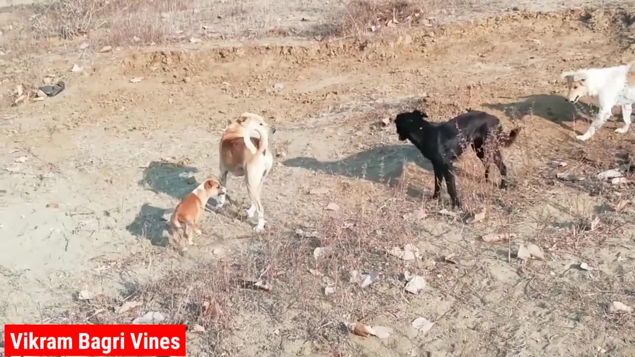 Dogs comedy video