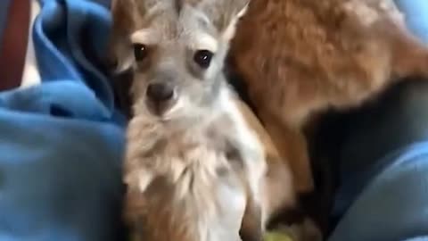 Kangaroo needs a hug