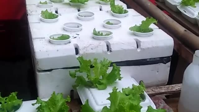 hydroponics