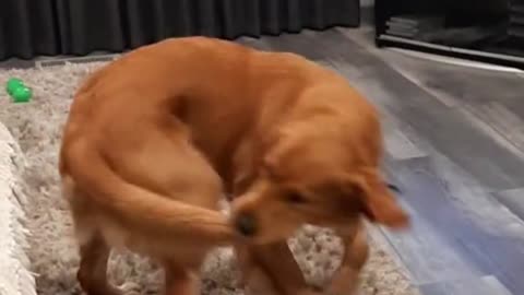 Golden Retriever Chasing Her Tail