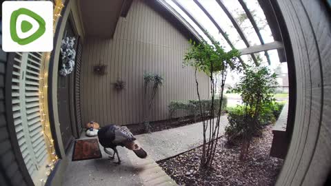 Wild turkey tries to steal doors welcome matt