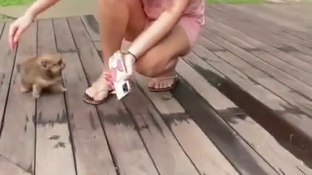 Kocak ajink raksasa nginjek anak ajink