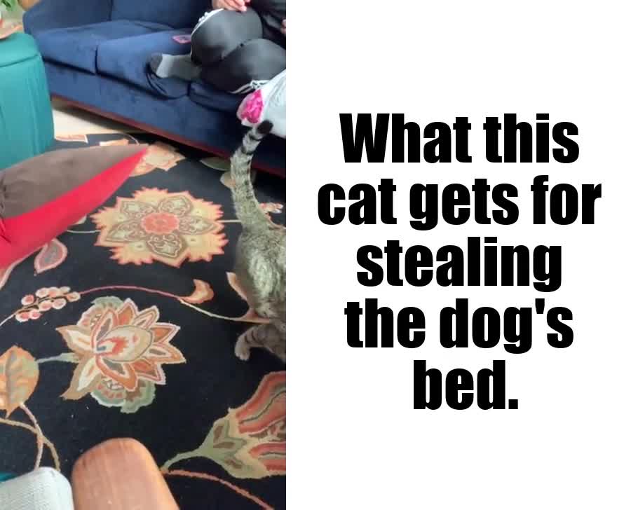 What this cat gets for stealing dog's bed