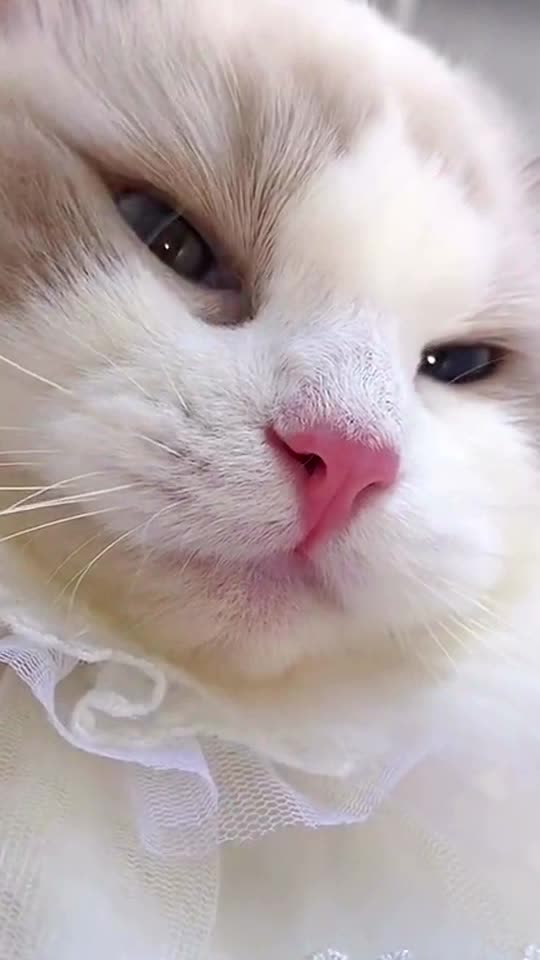 Macho must listen 🥺