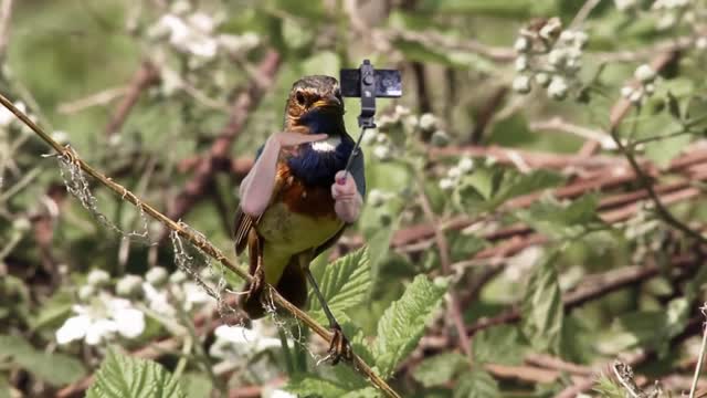 Funny video with all the bird's hands