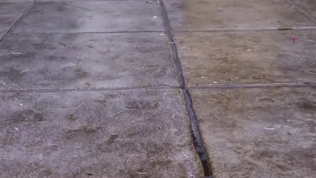 Brown puppy dog playing on wet tiles outside