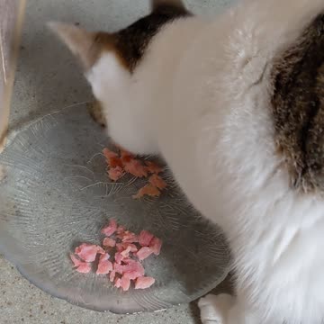 Ham or Spam Taste Test