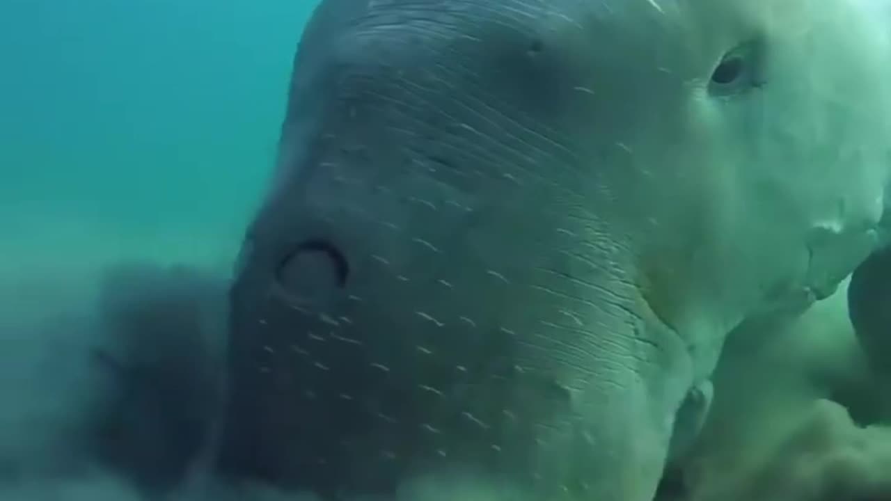 Hungry dugong