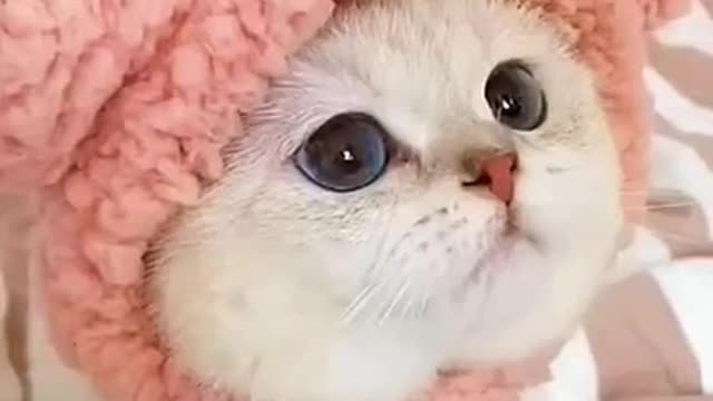 Lovely and hilarious Cats, short clip