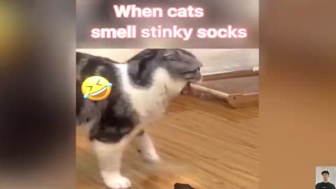 Chef Cat Compilation Cat Cooking Food 1