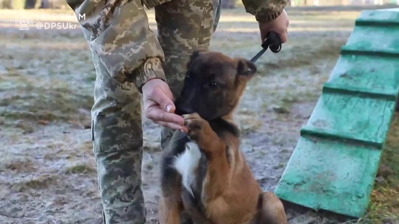 The Training of Ukrainian Armed Service Dogs