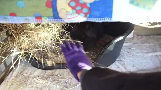 [Rabbits breading] how to feed and what to feed rabbits