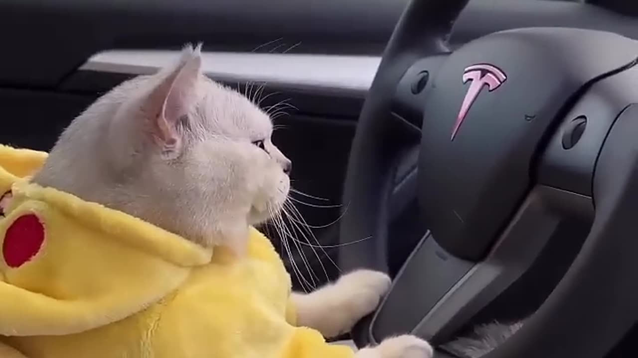 Cat Drive A Car 🚗🤣🤣 Funny Video