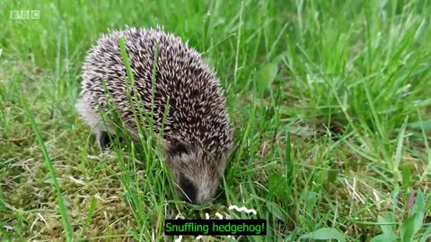 Hedgehog