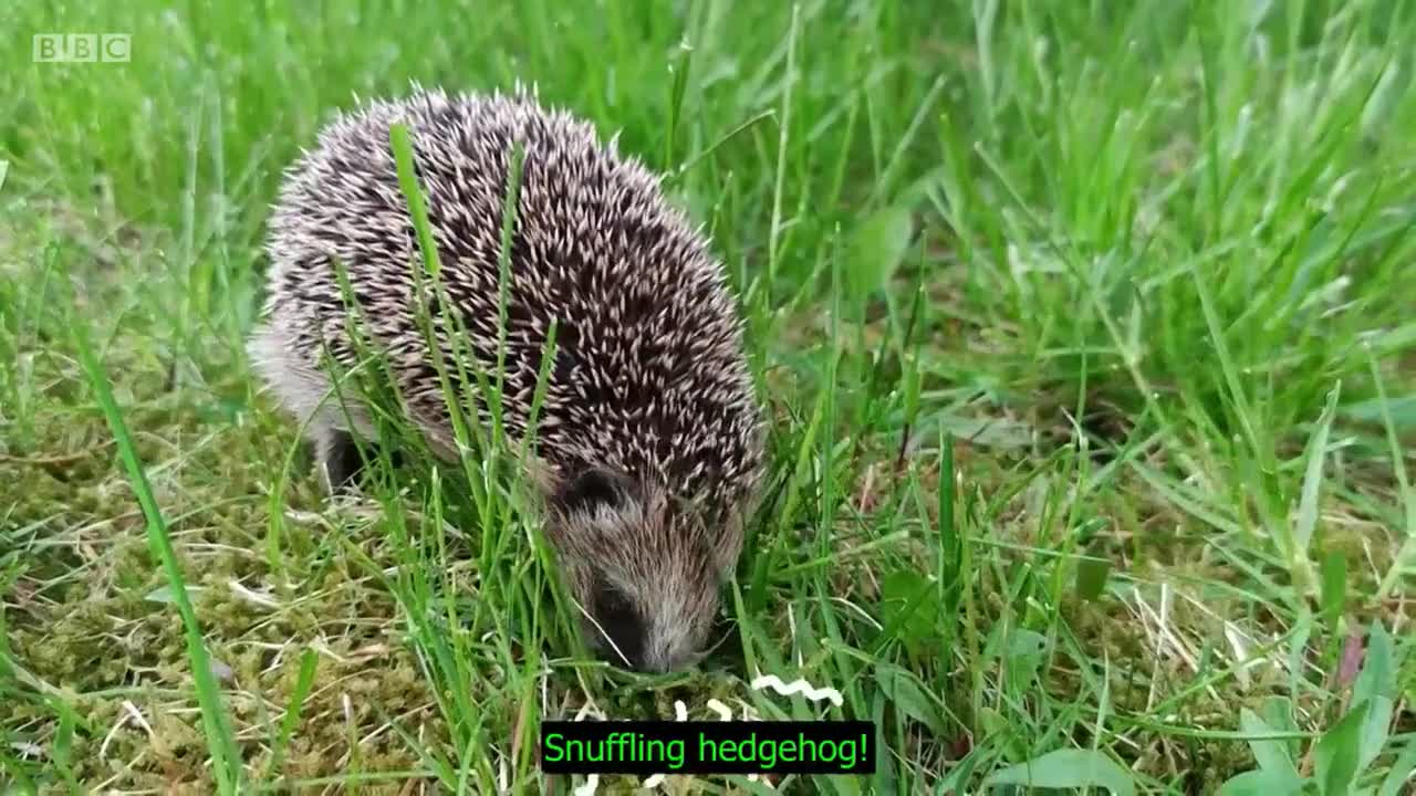 Hedgehog