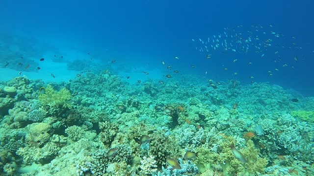 Coral reef and water plants in the Red Sea, Dahab, blue lagoon Sinai Egypt 10