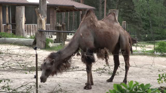 Animals in national Zoo, many animals