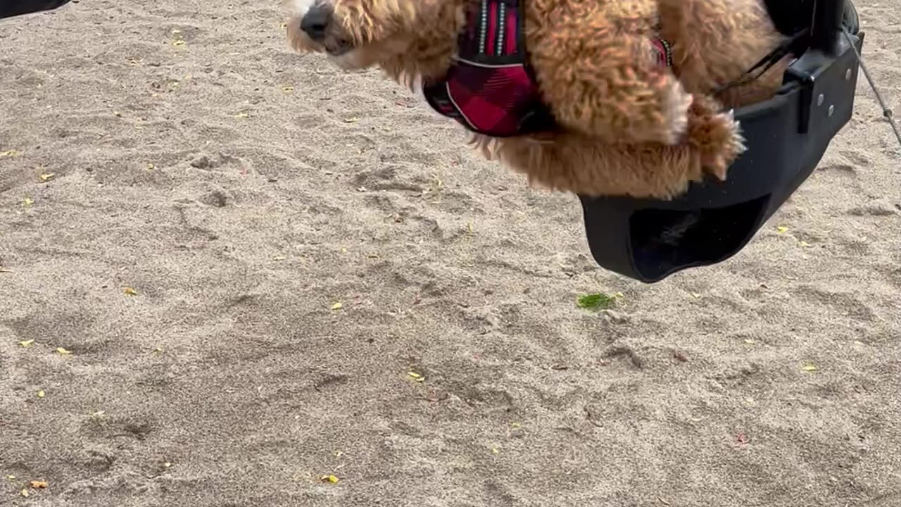 Clumsy Pup Tumbles Out of Swing