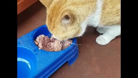 Benji Purring Loud While Eating Food