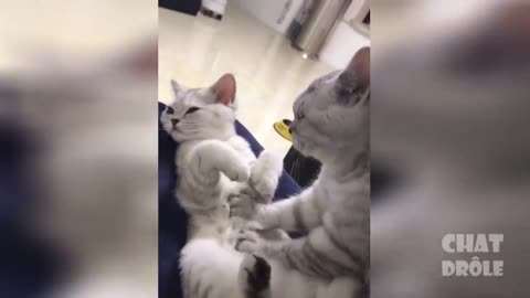 Very cute and crazy cat vol #10 - cat massage