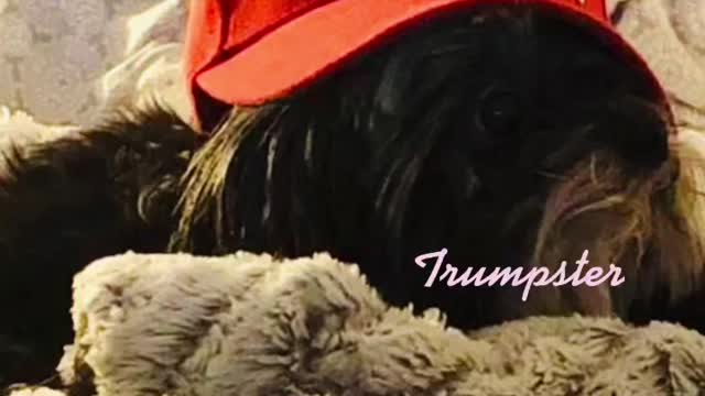 Trumpette MAGA