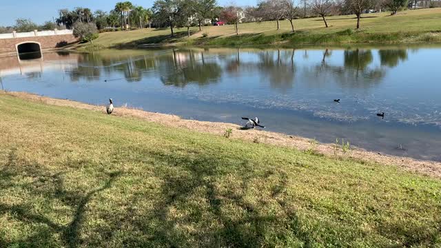 The Anhinga and Woodstork