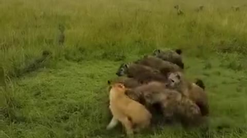 A group of hyenas attacked a lioness